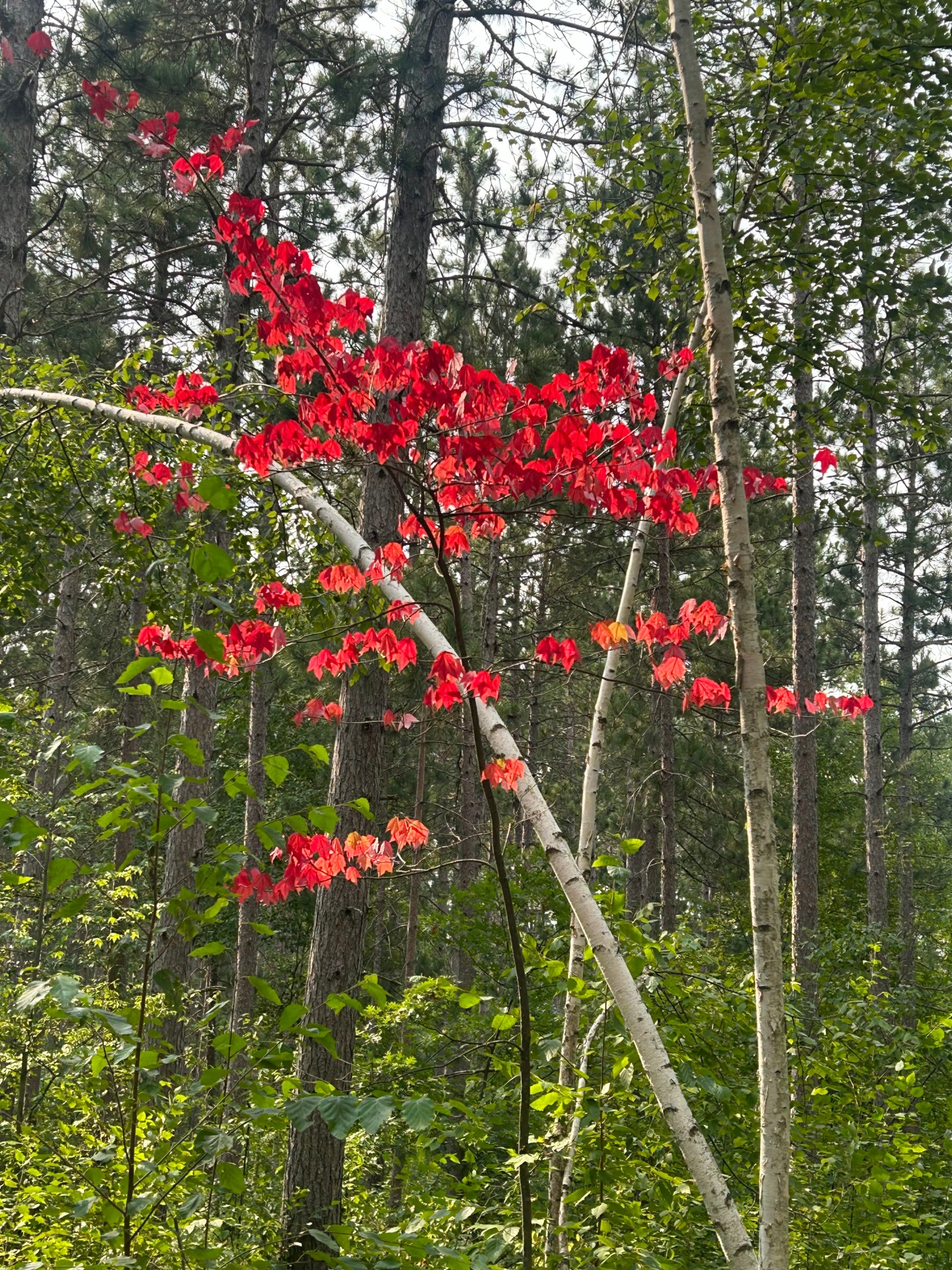 Fall In August Signs of Fall in August – North MN Outdoors